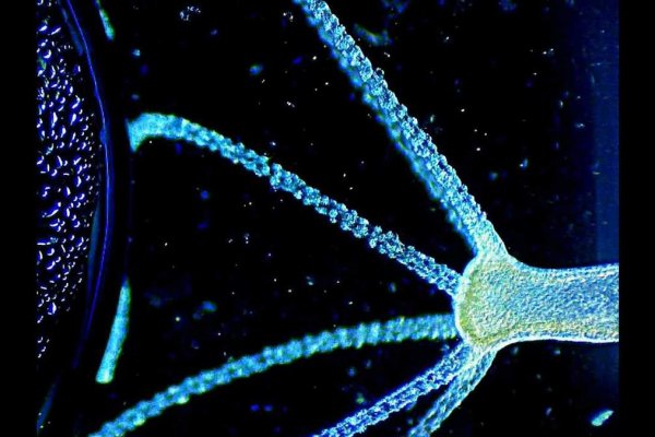 Kraken darknet зеркала кракен обход